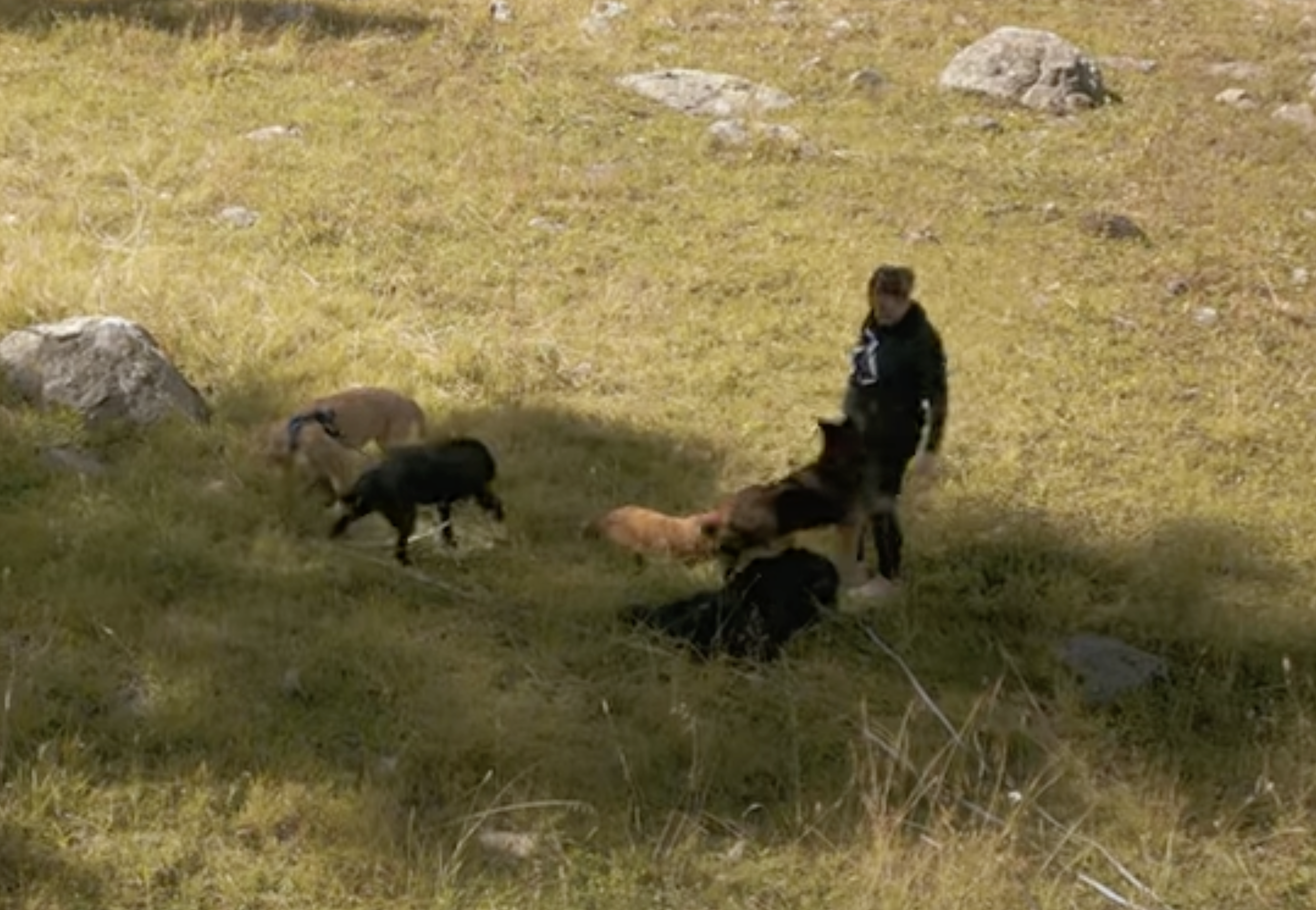 errorless service dogs